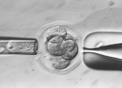 Embryonenforschung