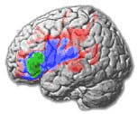 Sprachverarbeitung im Gehirn