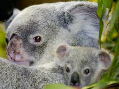 Koala mit Kind