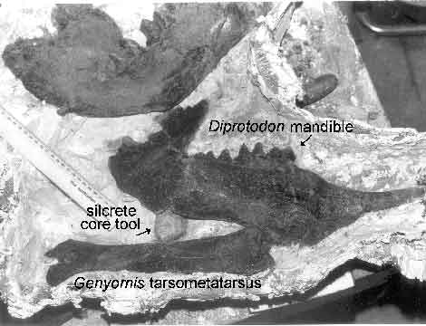 Unterkiefer eines Diprotodon 