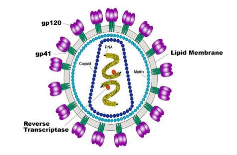 Struktur des HI-Virus