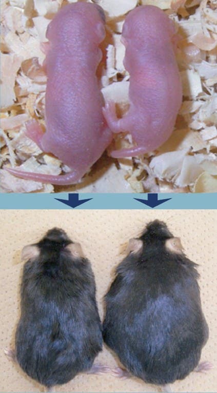Junge, schmächtige Mäuse neigen später zu Fettleibigkeit