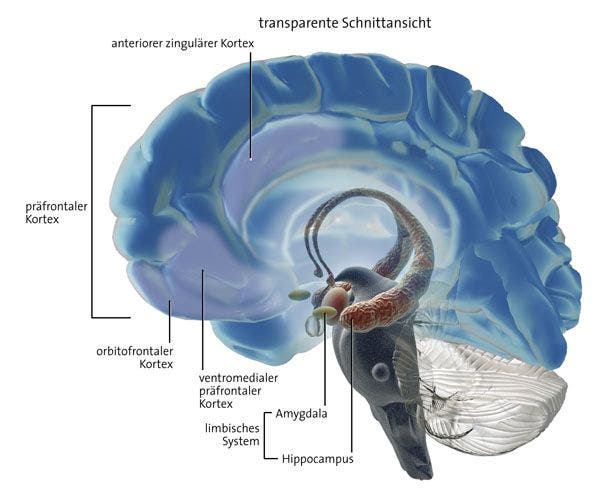 Angszentrum inmitten des Gehirns: die Amygdala 