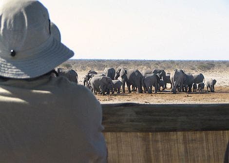 Elefanten-Überwachung