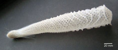 Skelett des Tiefseeschwamms <i>Euplectella</i> 