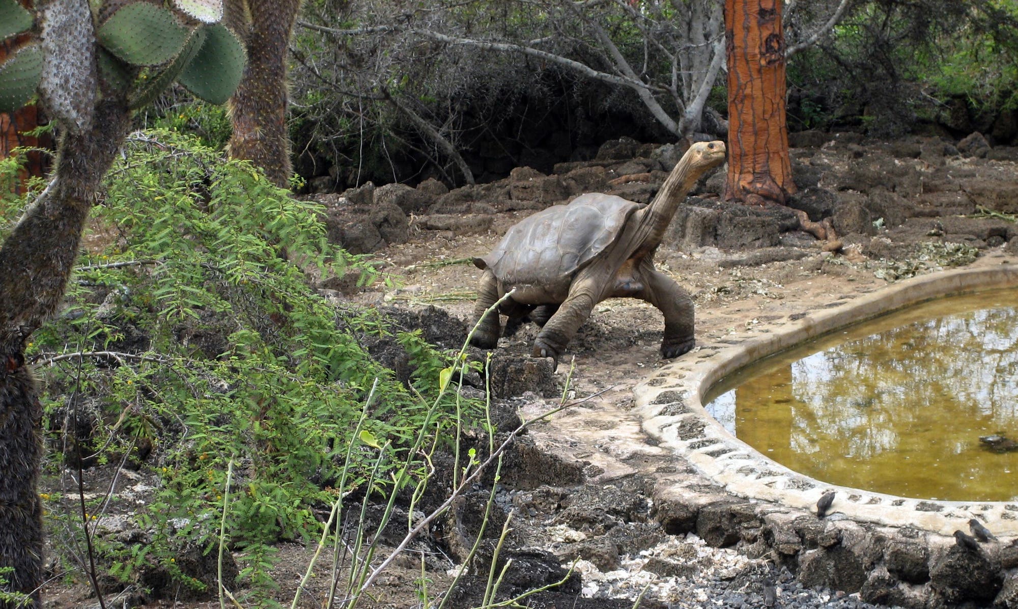 Eine große Schildkröte bewegt sich langsam in einer natürlichen Umgebung mit Bäumen und Sträuchern. Im Vordergrund ist ein kleiner Teich mit steinernen Umrandungen zu sehen. Die Szene zeigt eine ruhige, natürliche Landschaft.