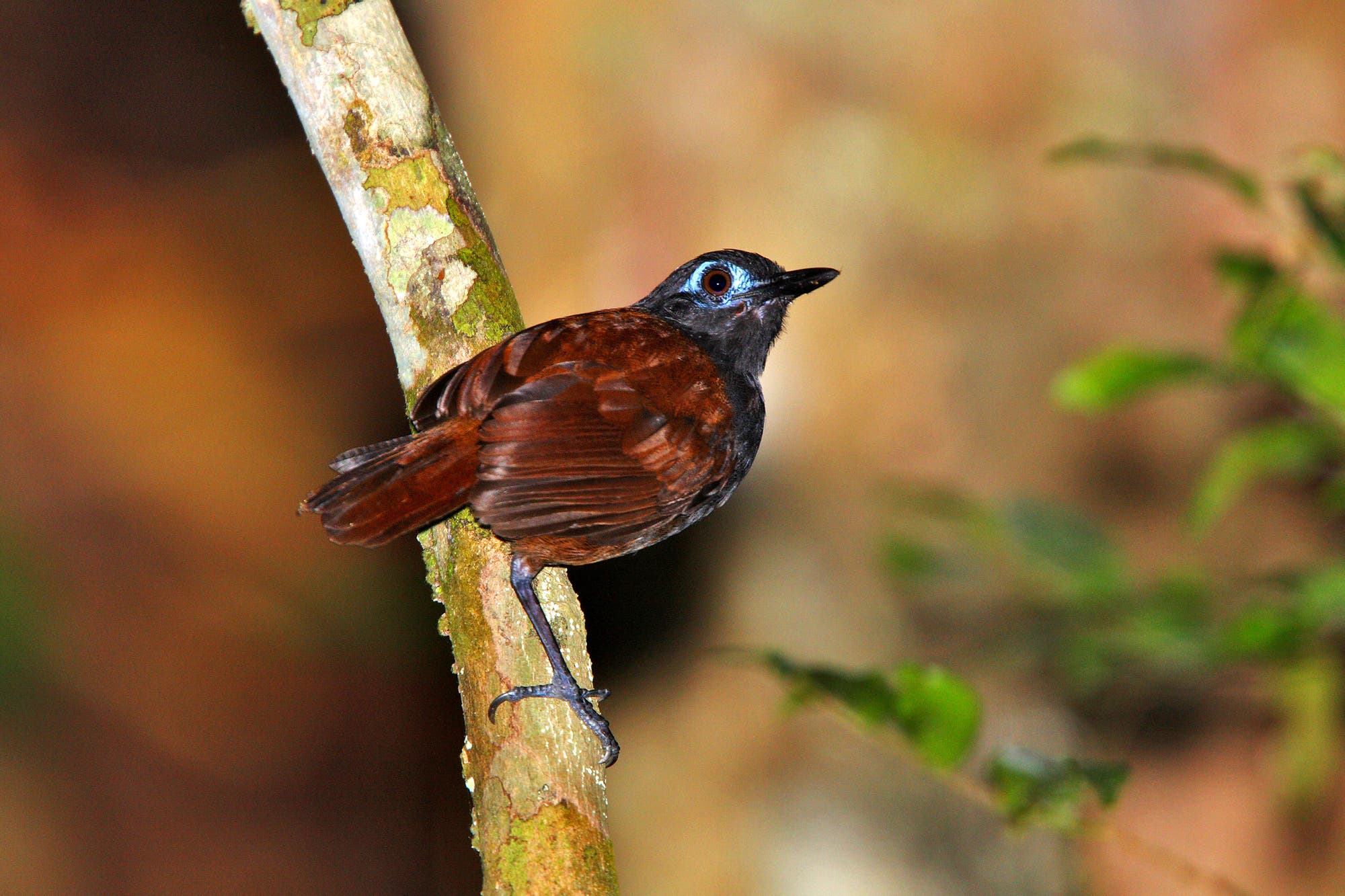 Ein brauner Vogel mit leuchtend blauem Auge sitzt auf einem Ast in einem Waldgebiet. Der Hintergrund ist unscharf und zeigt grüne Blätter und braune Baumstämme. Der Vogel scheint aufmerksam zu sein und blickt nach rechts.
