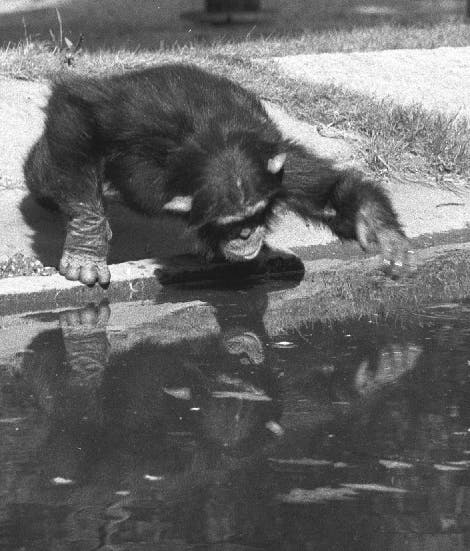 Schimpanse am Wasser