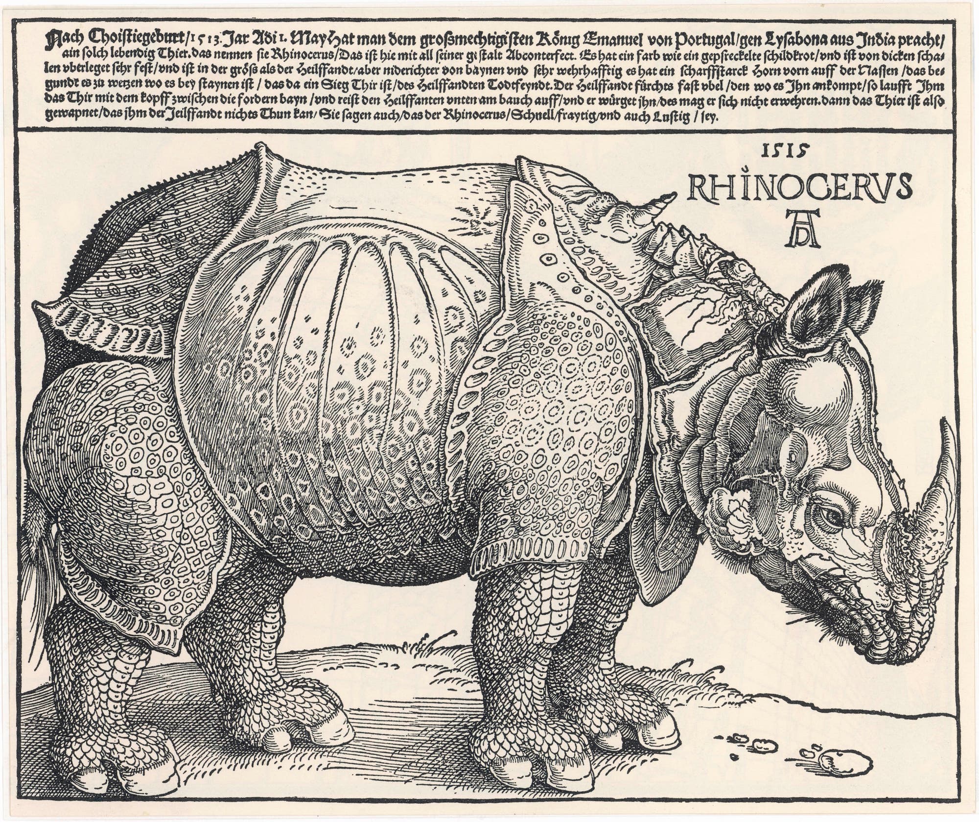 Holzschnitt eines Panzernashorns von Albrecht Dürer aus dem Jahr 1515. Das Nashorn ist detailliert mit einer gepanzerten Haut dargestellt, die an eine Rüstung erinnert. Oben rechts steht der Text "RHINOCERVS" und die Jahreszahl "1515". Der Hintergrund ist schlicht, mit einer kurzen Beschreibung in deutscher Sprache am oberen Rand. Dieses historische Kunstwerk zeigt die europäische Vorstellung eines Nashorns im 16. Jahrhundert.