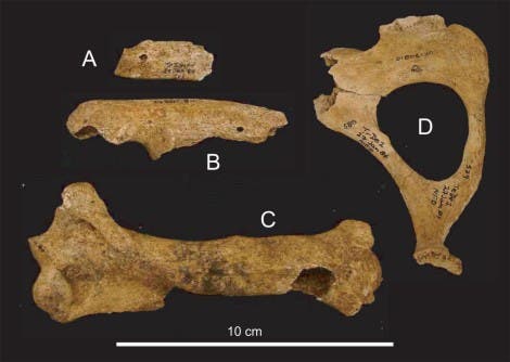 Fossile Reste sind alles, was vom Riesenfaultier blieb
