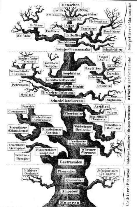 Haeckels Stammbaum des Lebens