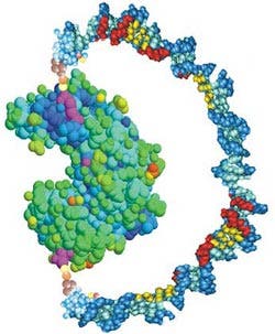 Ein DNA-Henkel dehnt Proteine