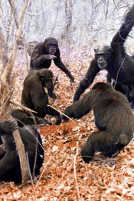 Werkzeuggebrauch bei frei lebenden Schimpansen