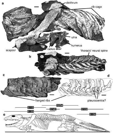 Fossilreste und ihre ursprünglichen Funktionen