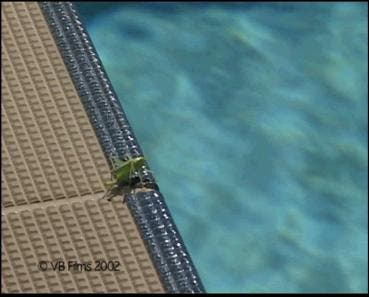 Eine Eichenschrecke am Swimming-Pool
