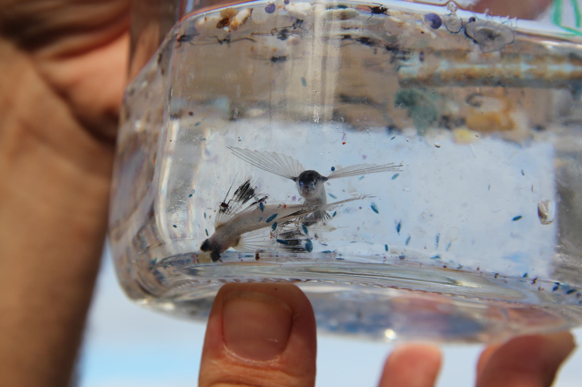 Zwei fliegende Fische sind in einem mit Wasser gefüllten Einmachglas und gucken den Betrachter an, außerdem finden sich Plastikteilchen im Wasser