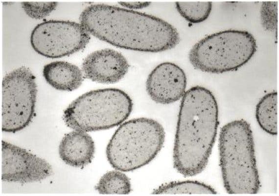 Bakterien als Biofilter