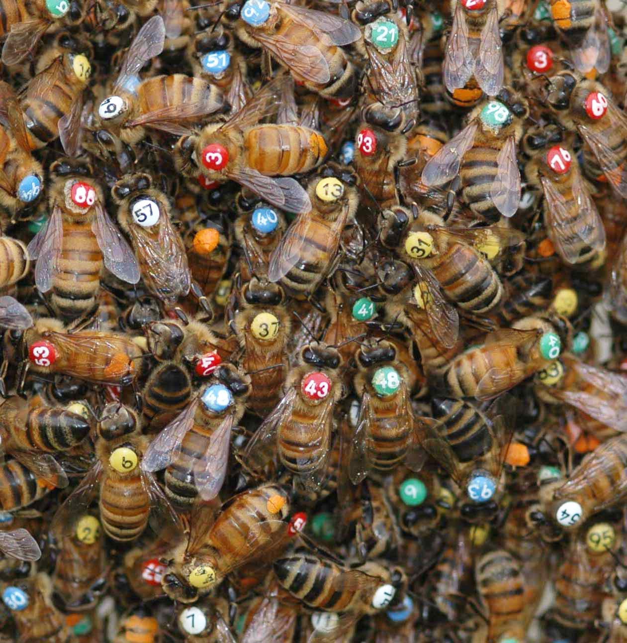 Markierte Bienen im Schwarm