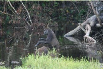 Gorilla Leah stakst durch trügerische Untiefen