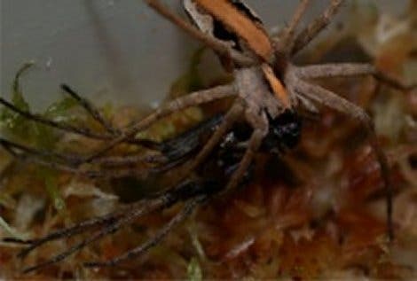 Schlaffe Glieder besänftigen das aggressive Spinnenweibchen-Gemüt