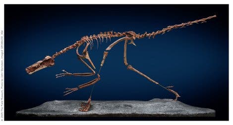 Skelett eines Buitreraptor-Dinosauriers