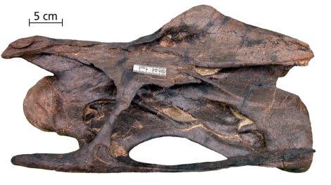 Halswirbel eines Diplodocus