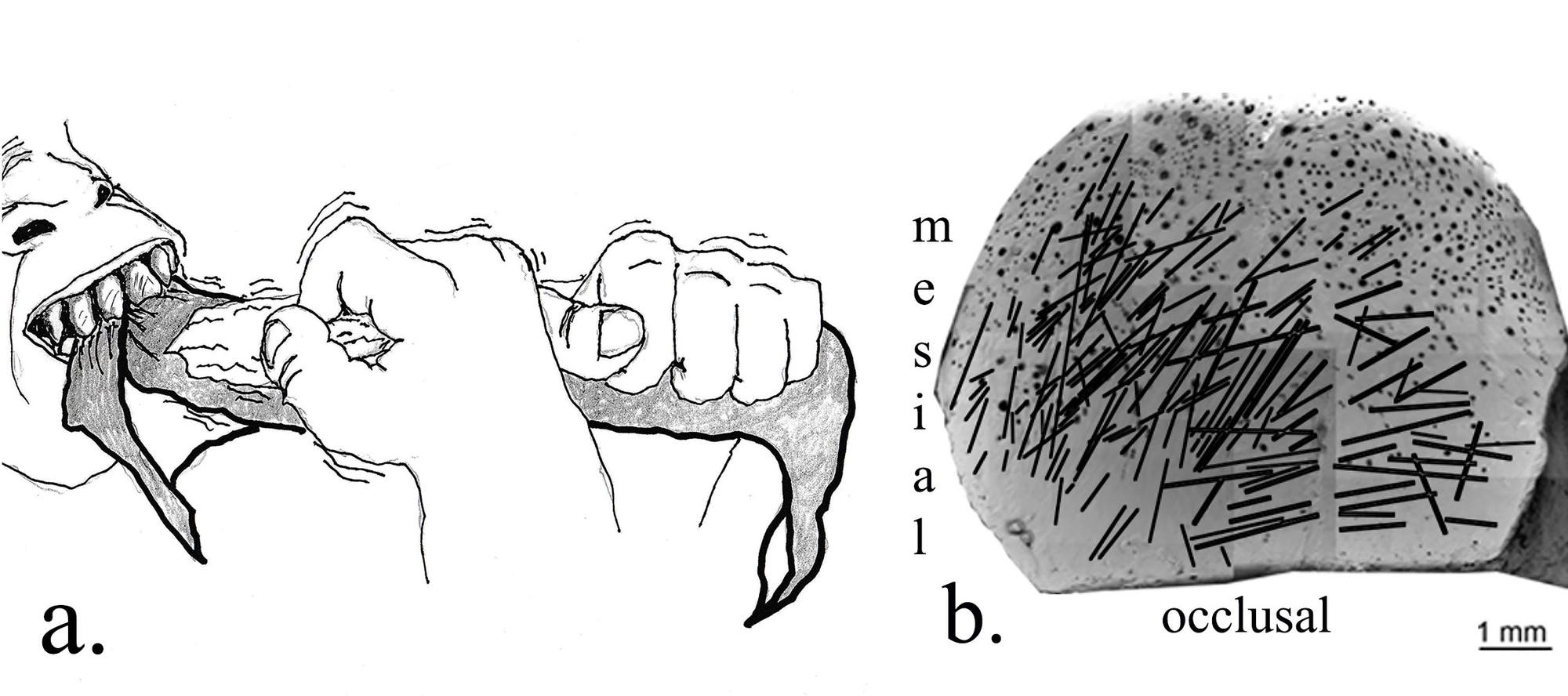 Die Schemazeichnung verdeutlicht, wie die Kratzer in die Zähne des Homo habilis gekommen sind.
