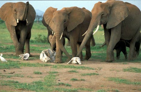 Aufgeregte Elefanten bei der Elefantengebein-Analyse