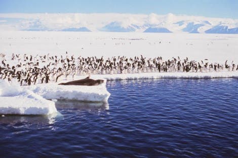 Pinguine sonnen sich neben Seeleoparden