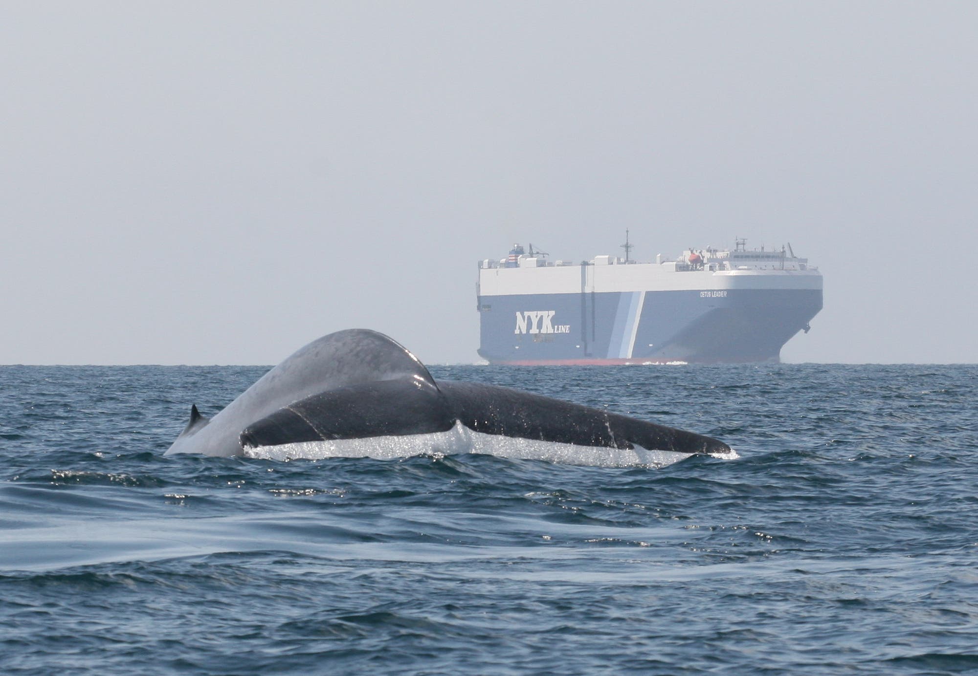 Ein Blauwal taucht ab, während in der Nähe ein Frachter kreuzt