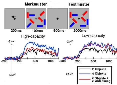 Im Experiment verrät das EEG Gedächtnisstarke und -schwache