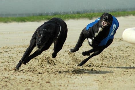 Windhunde beim Wettkampf