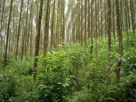 Eukalyptus-Plantage in Nordvietnam
