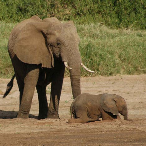 Elefanten im kenianischen Samburu Nationalpark