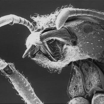 Ameisenkörper unter dem Elektronenmikroskop