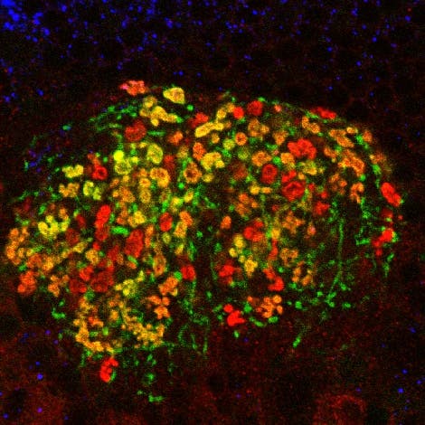 Pilzkörper im Gehirn von <i>Drosophila</i>