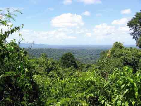 Regenwald in Surinam