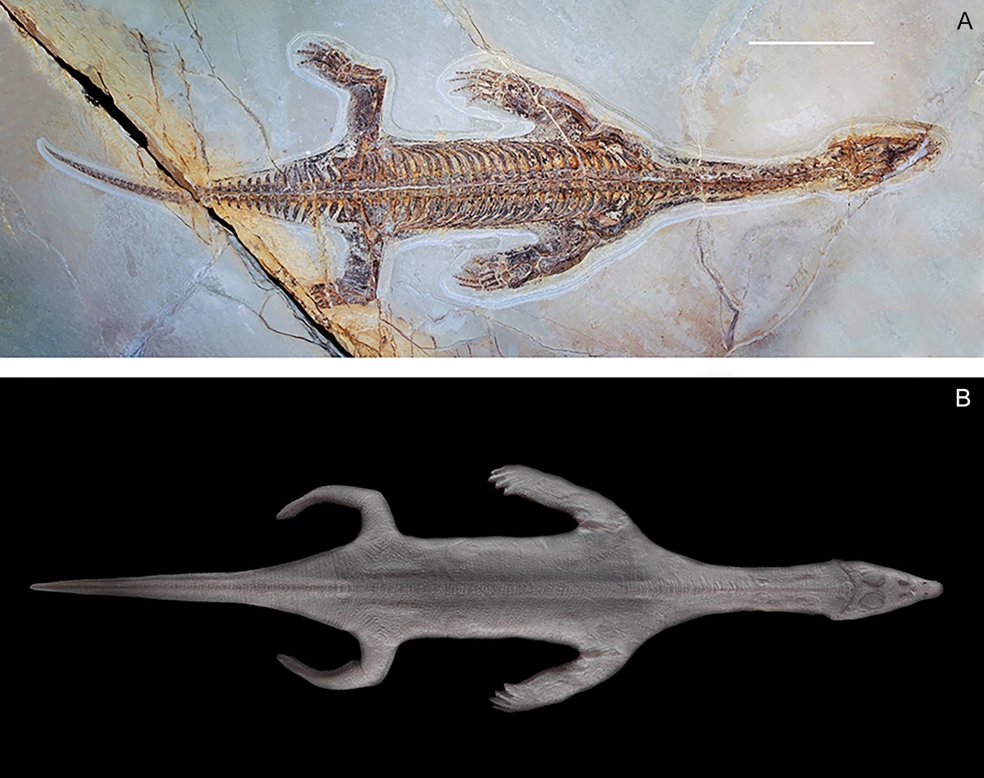 Ein Bild mit zwei Unterabbildungen: oben (A) ein fossiles Skelett eines prähistorischen Tieres, das in Gestein eingebettet ist. Die Knochenstruktur ist detailliert sichtbar, mit einem langen Schwanz und vier Gliedmaßen. Unten (B) eine Illustration desselben Tieres, die seine mögliche äußere Erscheinung zeigt. Das Tier hat eine schlanke, langgestreckte Form mit einem langen Schwanz und paddelartigen Gliedmaßen.