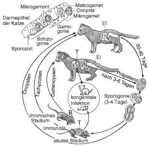 Der Lebenszyklus des Toxoplasose-Erregers