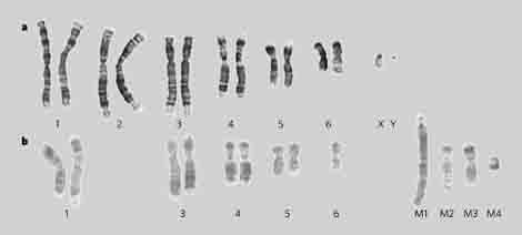 Chromosomenvergleich