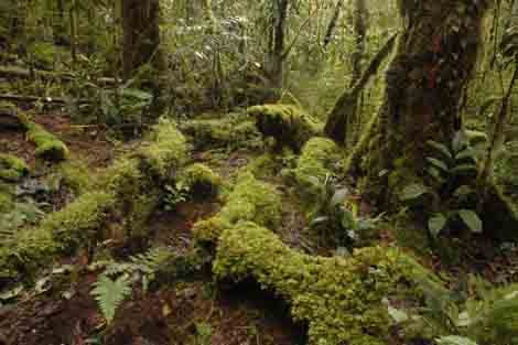Regenwald in den Foja-Bergen
