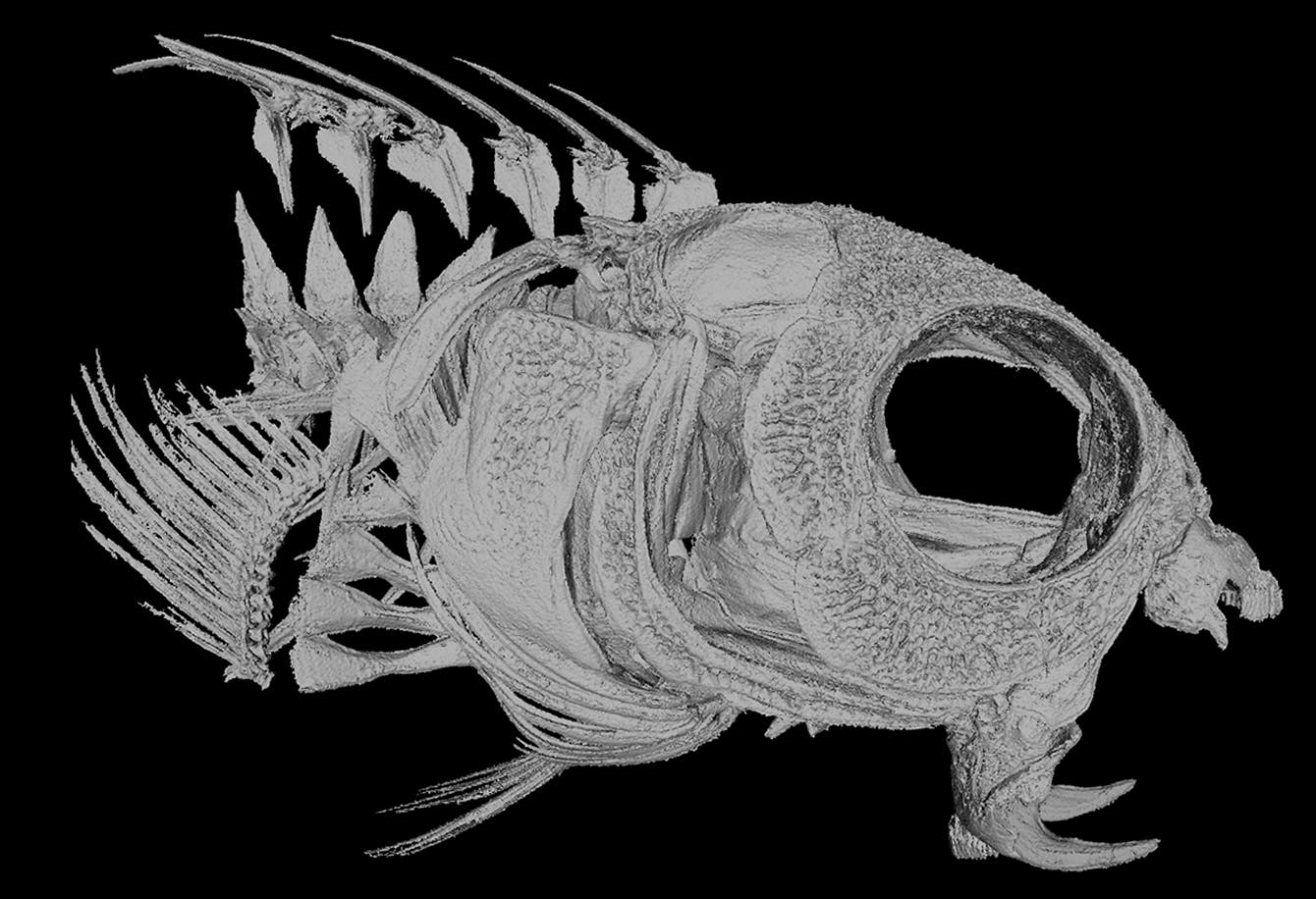 Dreidimensionale Darstellung des Kopfskelett des Fisches. 
