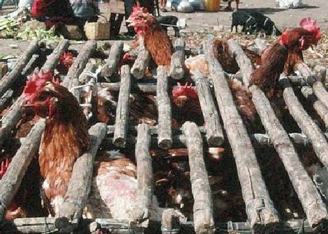 Hühnermarkt in Nigeria