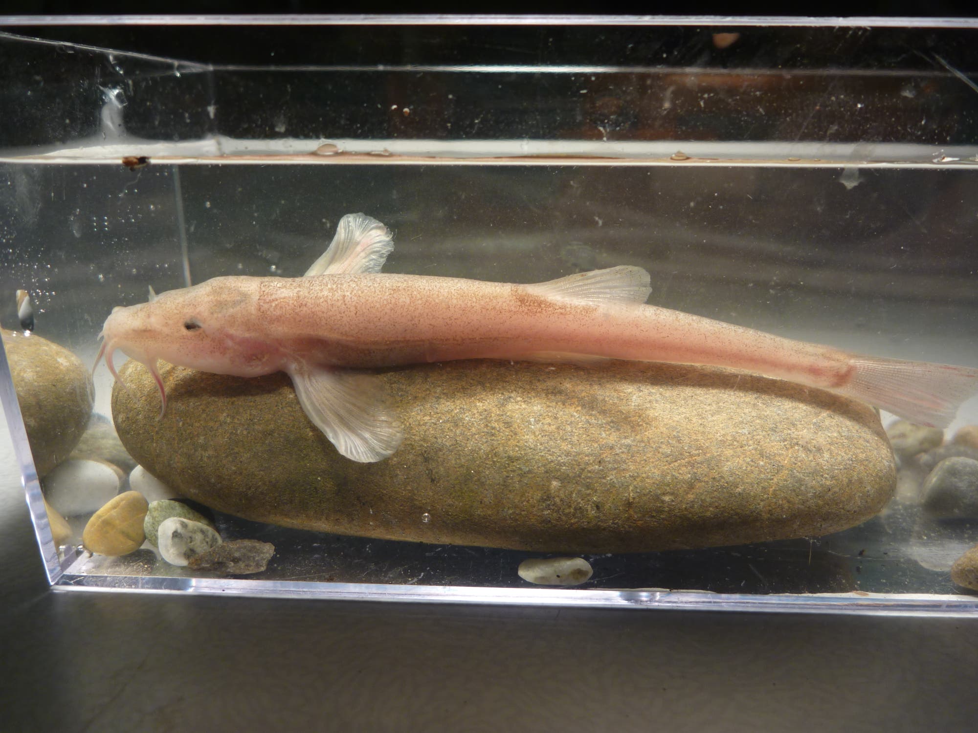 Höhlenschmerle – ein einzigartiger Fisch aus Deutschland