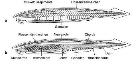 <i>Branchiostoma</i>