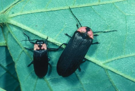 Männchen (links) und Weibchen von <i>Luciola cruciata</i>