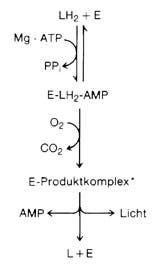 Licht per Luciferase-Reaktion