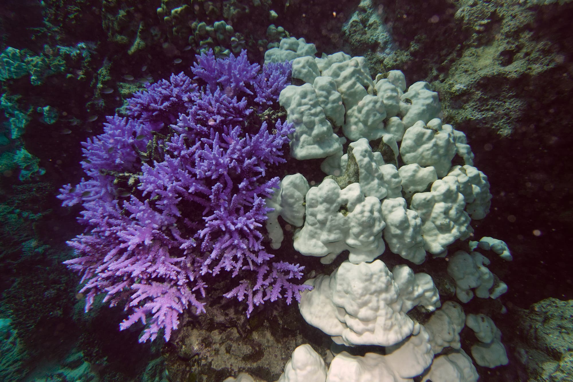 Unterwasseraufnahme eines Korallenriffs mit lebendigen lila Korallen auf der linken Seite und gebleichten, weißen Korallen auf der rechten. Die Szene zeigt den Kontrast zwischen gesunden und geschädigten Korallen in einem Meeresökosystem.