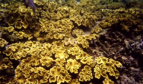 Elefantenohr-Korallen