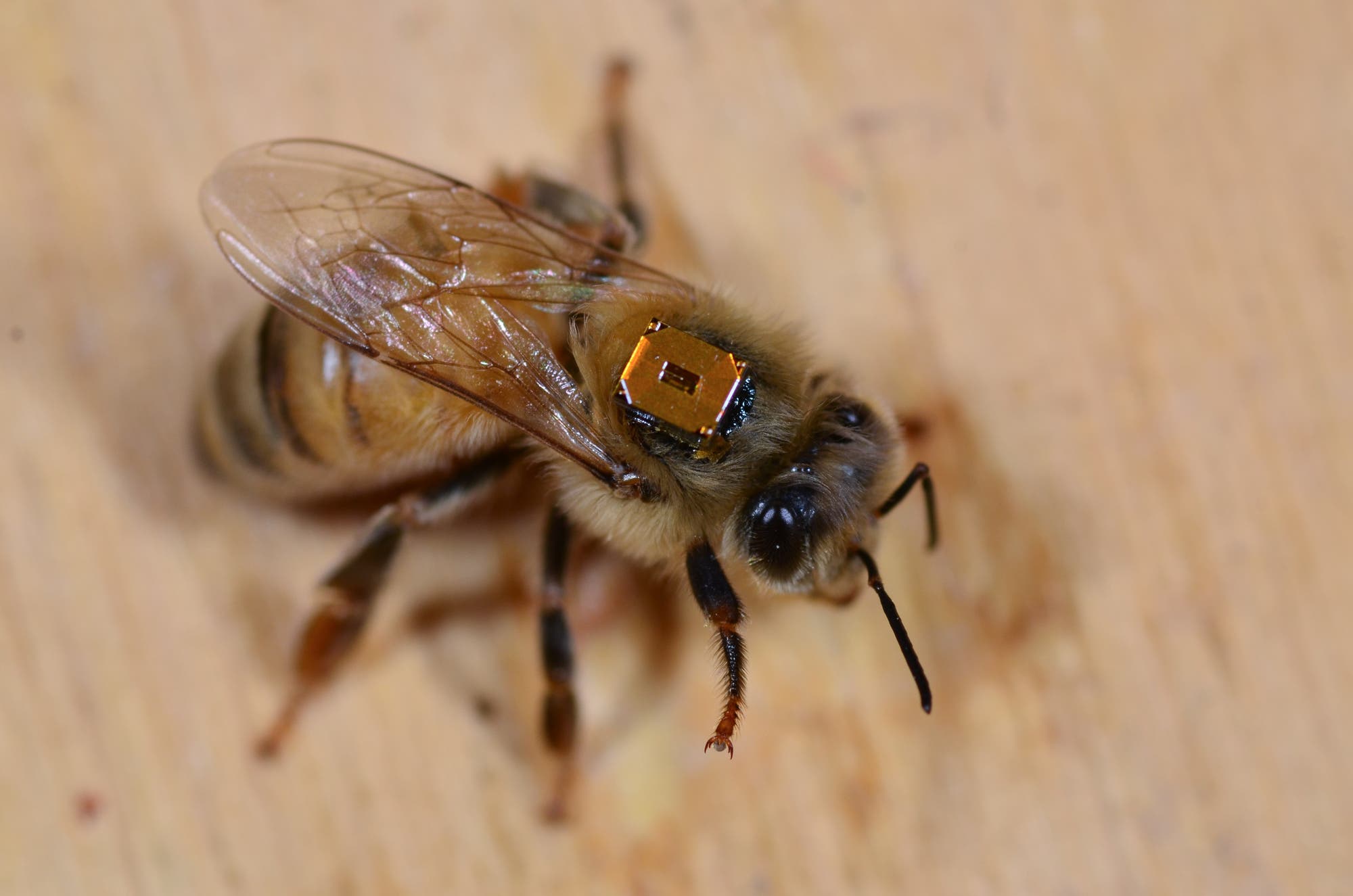 Um aufzuzeichnen, wann die Honigbienen den Stock verlassen, stattete das kanadische Forschungsteam sie mit RFID-Chips aus.  